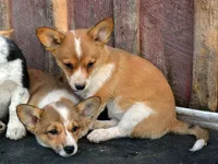 Peanut #1, a female Australian Cattle Dog and Pembroke Welsh Corgi for sale in Deer Park, WA – 7 of 7