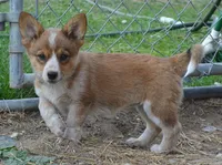 Peanut #2, a female Australian Cattle Dog and Pembroke Welsh Corgi for sale in Deer Park, WA – 2 of 4