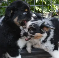 Twinkle, a female Australian Shepherd for sale in Deer Park, WA – 4 of 5