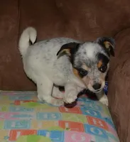 Gerald, a male Australian Cattle Dog for sale in Deer Park, WA – Photo 3 of 10