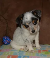Gerald, a male Australian Cattle Dog for sale in Deer Park, WA – Photo 7 of 10