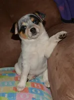 Gerald, a male Australian Cattle Dog for sale in Deer Park, WA – Photo 1 of 10