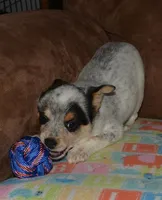 Gerald, a male Australian Cattle Dog for sale in Deer Park, WA – Photo 2 of 10