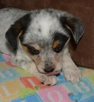 Gerald, a male Australian Cattle Dog for sale in Deer Park, WA – Photo 10 of 10
