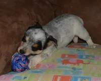Gerald, a male Australian Cattle Dog for sale in Deer Park, WA – Photo 9 of 10