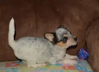 Gerald, a male Australian Cattle Dog for sale in Deer Park, WA – Photo 4 of 10