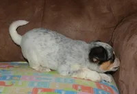 Gerald, a male Australian Cattle Dog for sale in Deer Park, WA – Photo 8 of 10