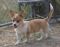 Peanut #1, a female Australian Cattle Dog and Pembroke Welsh Corgi for sale in Deer Park, WA – 3 of 7