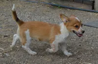 Peanut #1, a female Australian Cattle Dog and Pembroke Welsh Corgi for sale in Deer Park, WA – 6 of 7