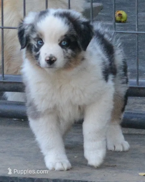 Sparkle – Australian Shepherd puppy for sale in Deer Park, WA