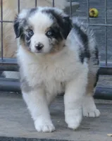 Sparkle, a female Australian Shepherd for sale in Deer Park, WA – 1 of 6