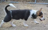 Bindi, a female Australian Cattle Dog and Pembroke Welsh Corgi for sale in Deer Park, WA – 2 of 2