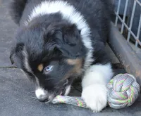 Hucklebug, a male Australian Shepherd for sale in Deer Park, WA – 5 of 6