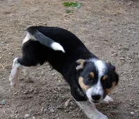 Bart, a male Australian Cattle Dog and Pembroke Welsh Corgi for sale in Deer Park, WA – 4 of 6