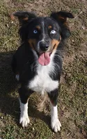 Hucklebug, a male Australian Shepherd for sale in Deer Park, WA – 9 of 9