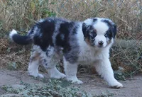 Sparkle, a female Australian Shepherd for sale in Deer Park, WA – 5 of 6