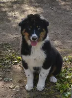 Hucklebug, a male Australian Shepherd for sale in Deer Park, WA – 7 of 9