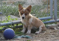 Peanut #2, a female Australian Cattle Dog and Pembroke Welsh Corgi for sale in Deer Park, WA – 4 of 4