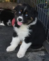 Hucklebug, a male Australian Shepherd for sale in Deer Park, WA – 3 of 6