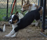 Bart, a male Australian Cattle Dog and Pembroke Welsh Corgi for sale in Deer Park, WA – 2 of 6