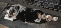 Twinkle, a female Australian Shepherd for sale in Deer Park, WA – 5 of 5