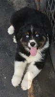 Hucklebug, a male Australian Shepherd for sale in Deer Park, WA – 2 of 6