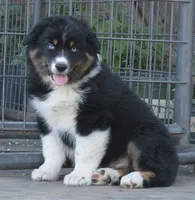 Hucklebug, a male Australian Shepherd for sale in Deer Park, WA – 4 of 6