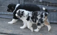 Sparkle, a female Australian Shepherd for sale in Deer Park, WA – 6 of 6