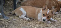 Peanut #1, a female Australian Cattle Dog and Pembroke Welsh Corgi for sale in Deer Park, WA – 4 of 7
