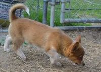 Peanut #2, a female Australian Cattle Dog and Pembroke Welsh Corgi for sale in Deer Park, WA – 3 of 4