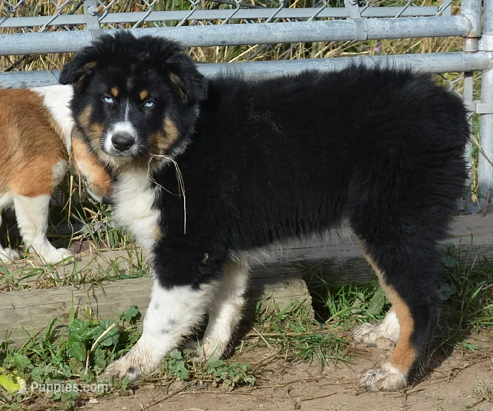 Hucklebug – Australian Shepherd puppy for sale in Deer Park, WA