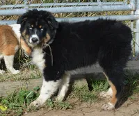 Hucklebug, a male Australian Shepherd for sale in Deer Park, WA – 1 of 9