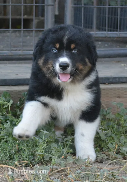 Hucklebug – Australian Shepherd puppy for sale in Deer Park, WA