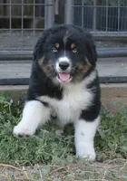 Hucklebug, a male Australian Shepherd for sale in Deer Park, WA – 1 of 6