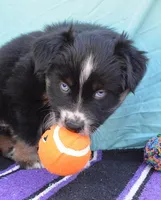 AKC Bee, a female Australian Shepherd for sale in Deer Park, WA – Photo 1 of 10
