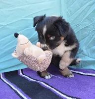 AKC Bee, a female Australian Shepherd for sale in Deer Park, WA – Photo 5 of 10