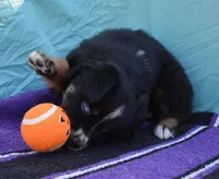 AKC Bee, a female Australian Shepherd for sale in Deer Park, WA – Photo 2 of 10