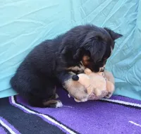 AKC Bee, a female Australian Shepherd for sale in Deer Park, WA – Photo 4 of 10