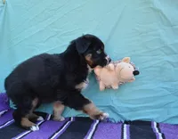 AKC Bee, a female Australian Shepherd for sale in Deer Park, WA – Photo 3 of 10