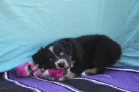 AKC Bee, a female Australian Shepherd for sale in Deer Park, WA – Photo 9 of 10