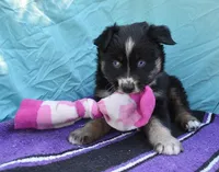 AKC Bee, a female Australian Shepherd for sale in Deer Park, WA – Photo 8 of 10