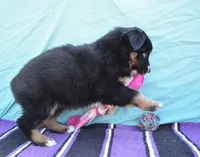 AKC Bee, a female Australian Shepherd for sale in Deer Park, WA – Photo 6 of 10