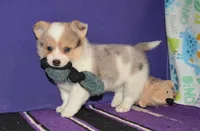 Cannoli, a male Pembroke Welsh Corgi for sale in Deer Park, WA – Photo 1 of 5
