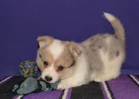 Cannoli, a male Pembroke Welsh Corgi for sale in Deer Park, WA – Photo 4 of 5