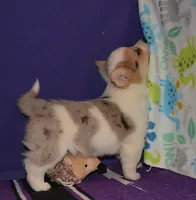 Cannoli, a male Pembroke Welsh Corgi for sale in Deer Park, WA – Photo 2 of 5