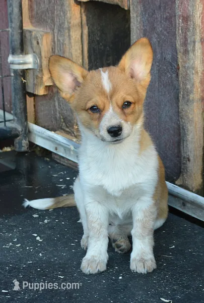 Peanut #1 – Australian Cattle Dog, Pembroke Welsh Corgi puppy for sale in Deer Park, WA