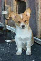 Peanut #1, a female Australian Cattle Dog and Pembroke Welsh Corgi for sale in Deer Park, WA – 1 of 7