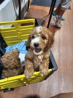 Allspice, a female Miniature Goldendoodle for sale in Daytona Beach, FL – 5 of 6