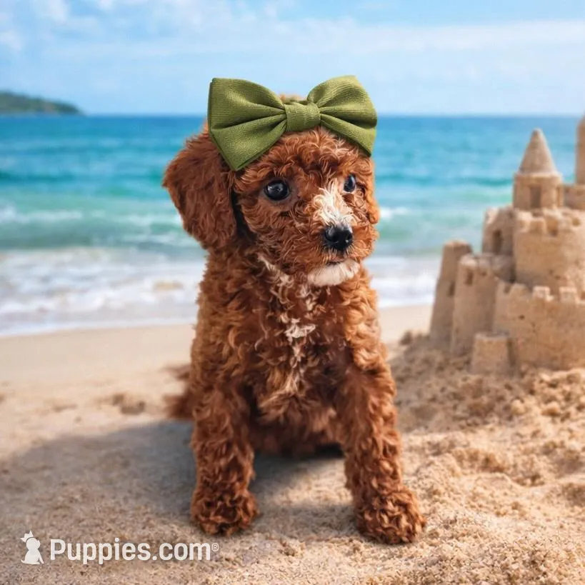 Olive – Miniature Goldendoodle puppy for sale in Daytona Beach, FL