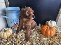 Cinnamon Sticks, a male Miniature Goldendoodle for sale in Daytona Beach, FL – 5 of 9